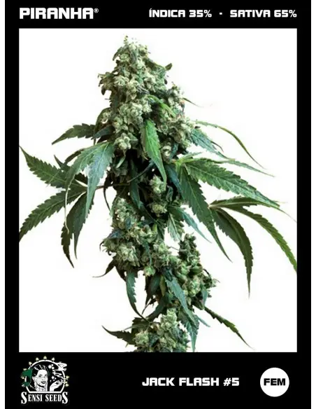 Jack Flash No5 (3u)