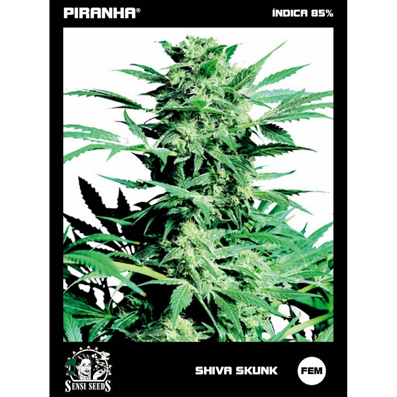 Shiva Skunk (3u)