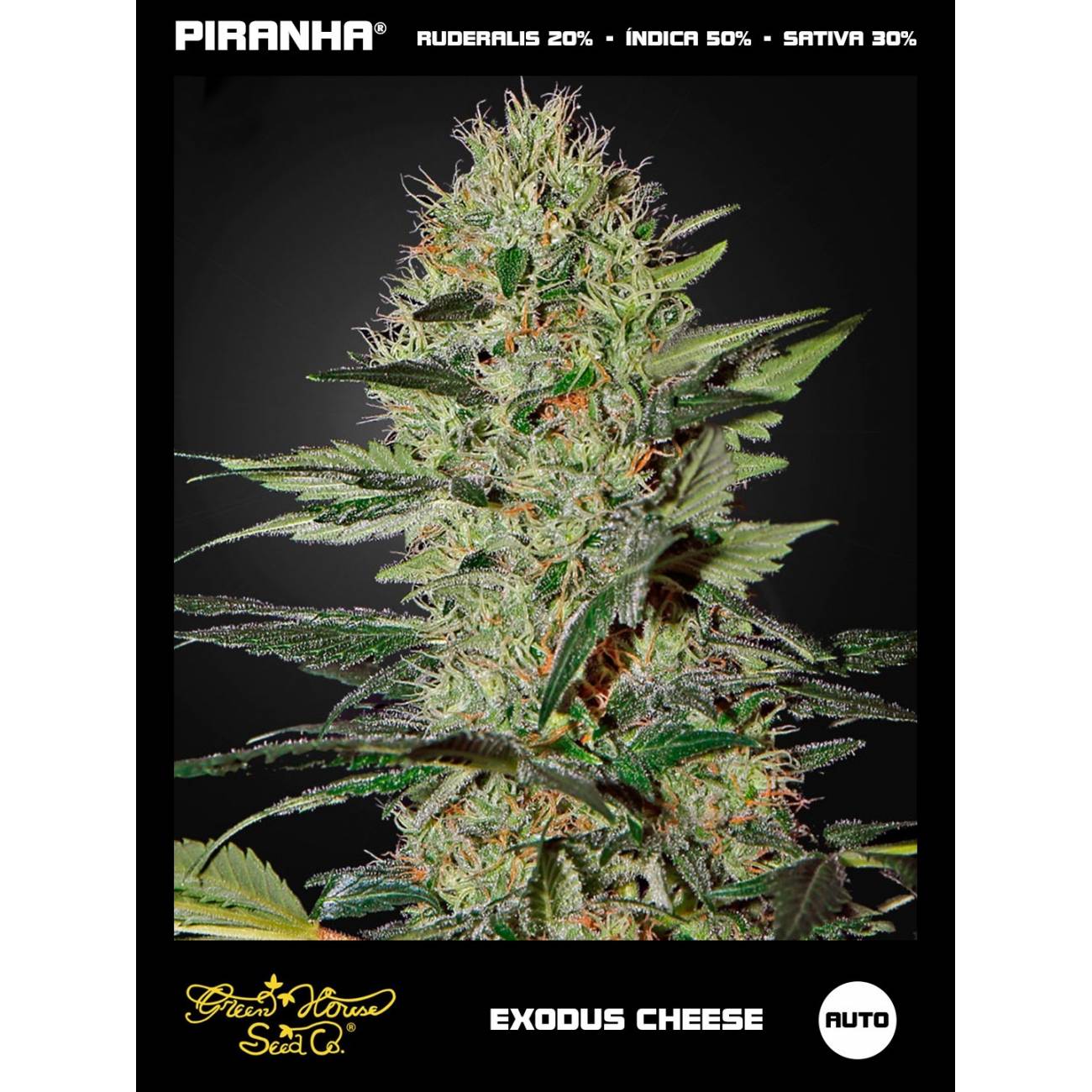 Exodus Cheese Auto (3u)