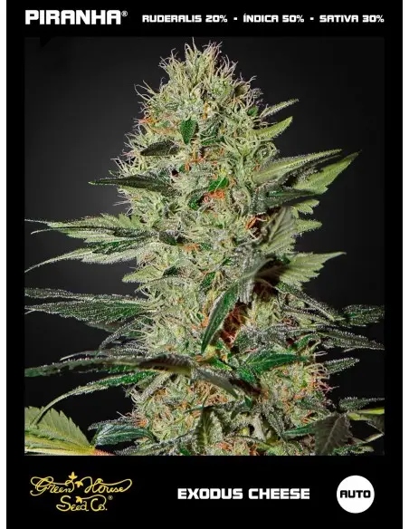 Exodus Cheese Auto (3u)