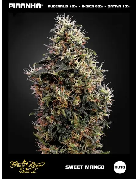 Sweet Mango Auto (3u)