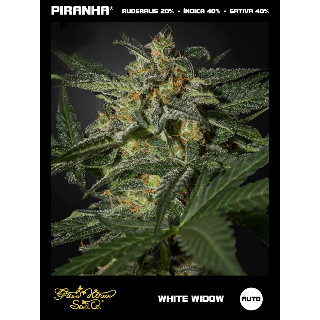 White Widow Auto (3u)