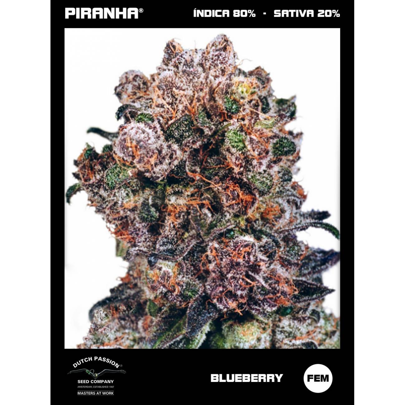 Blueberry (3+1u)