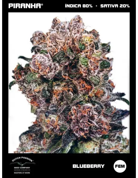 Blueberry (3+1u)