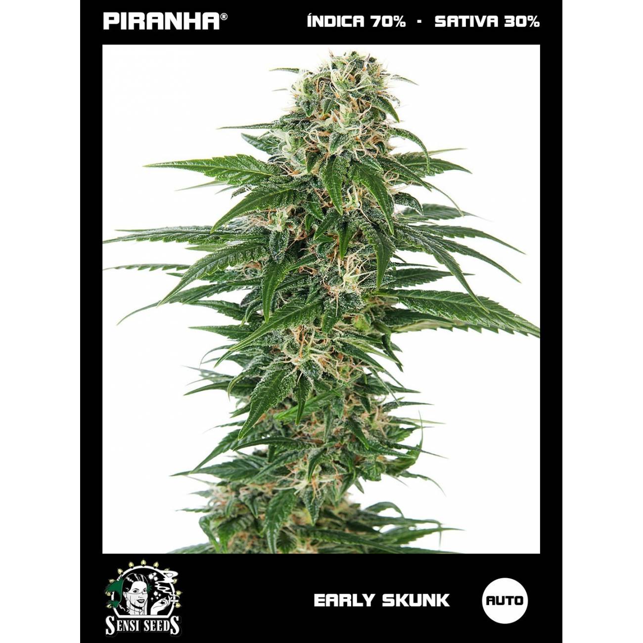 Early Skunk Auto (3u)