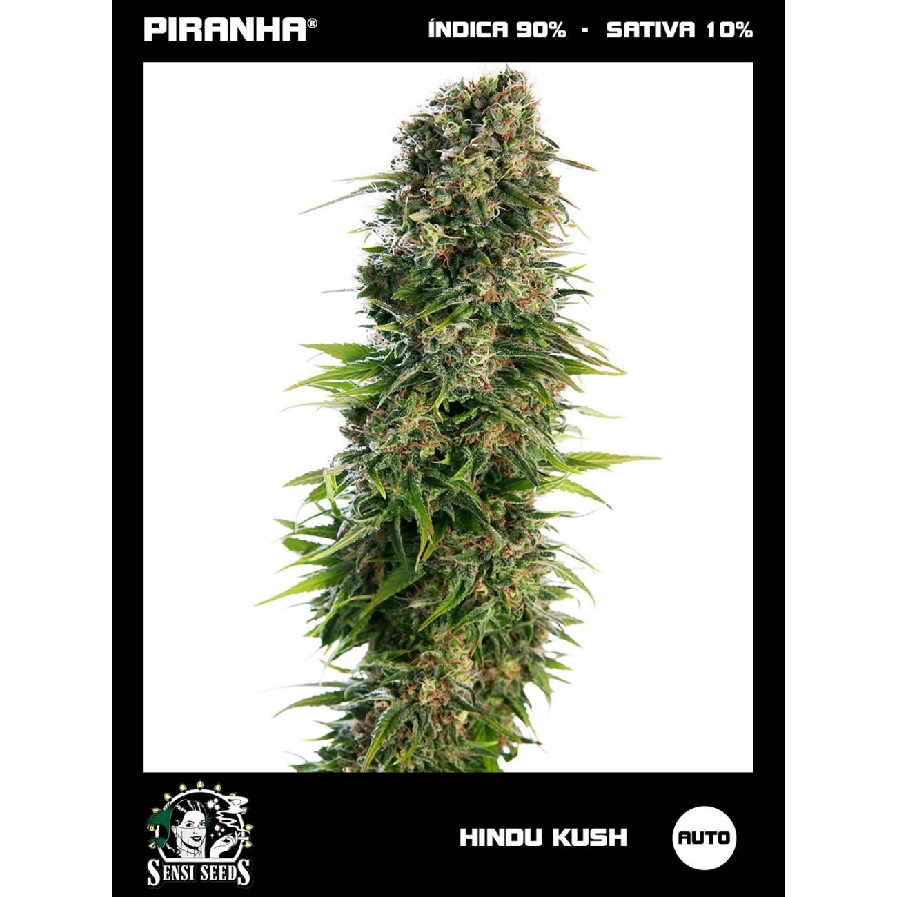 Hindu Kush Auto (3u)
