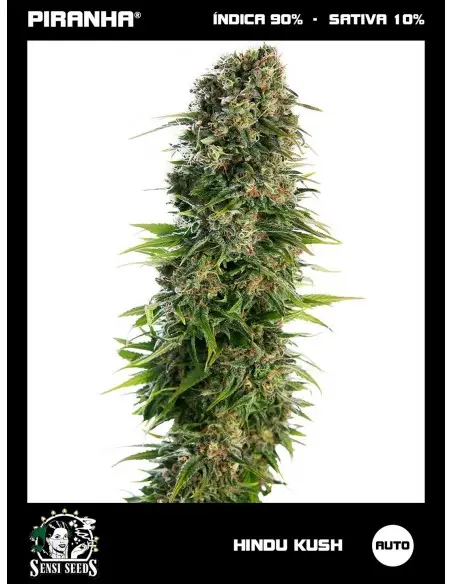 Hindu Kush Auto (3u)