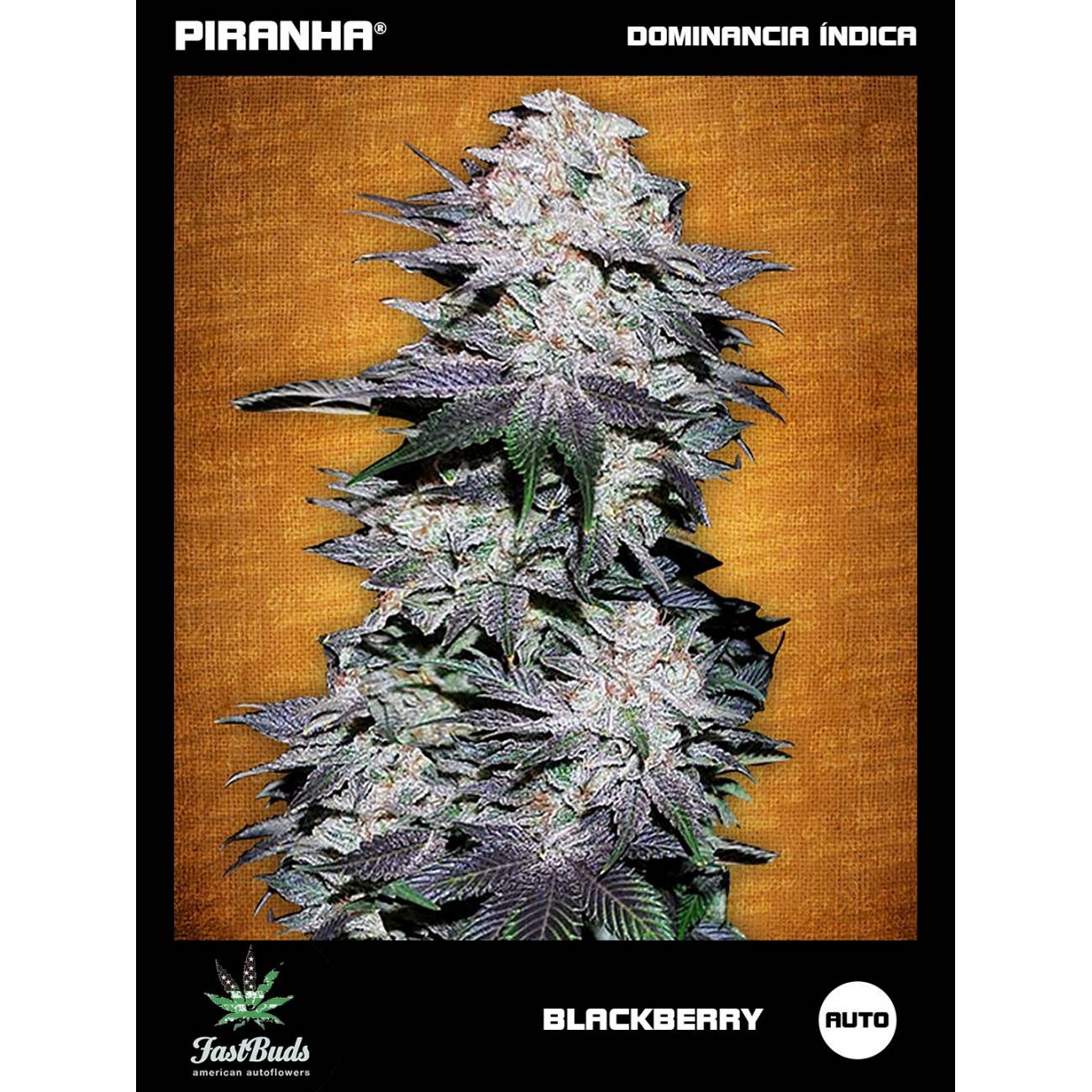 Blackberry Auto (1u/3+1u/5+2u)