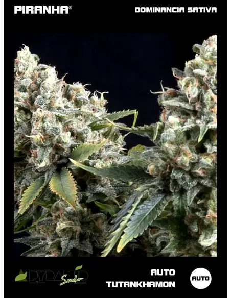 Tutankhamon Auto...
