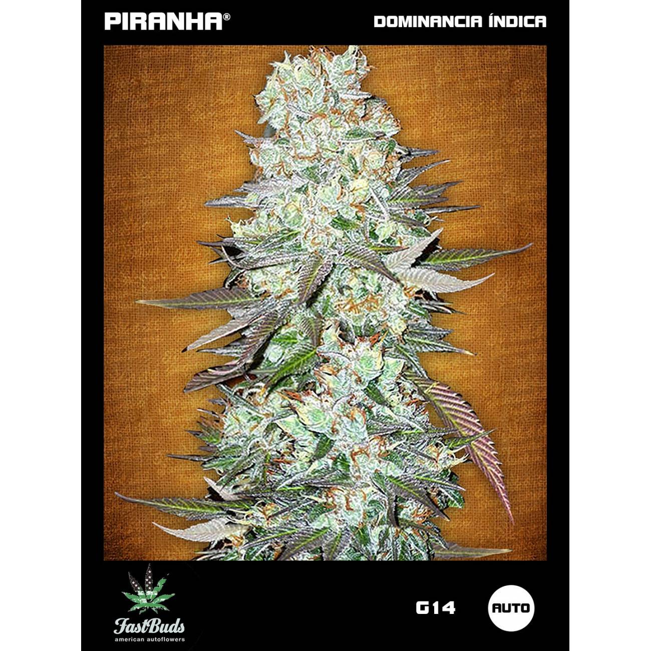 G14 Auto (1u/3+1u)