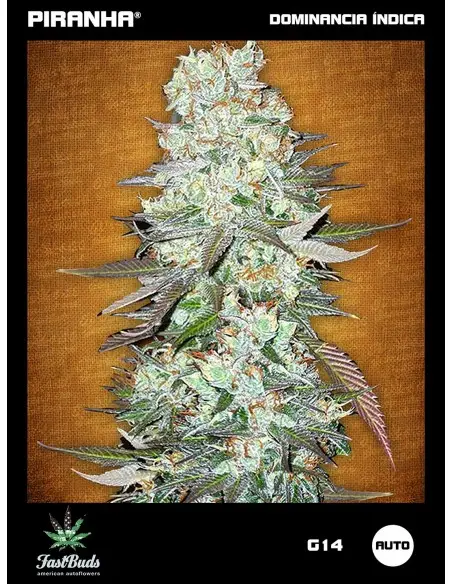 G14 Auto (1u/3+1u)
