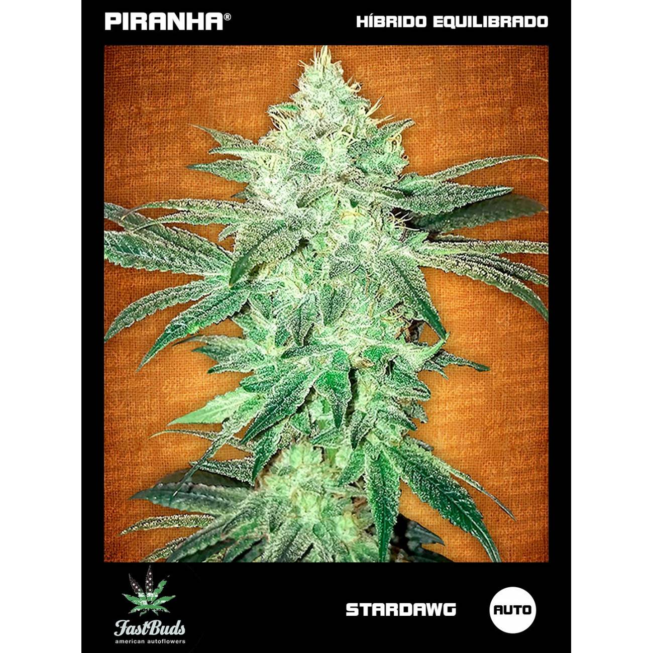 Stardawg Auto (1u/3+1u)