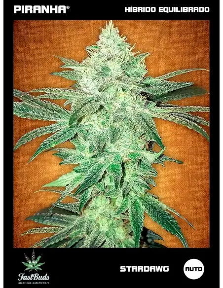 Stardawg Auto (1u/3+1u)