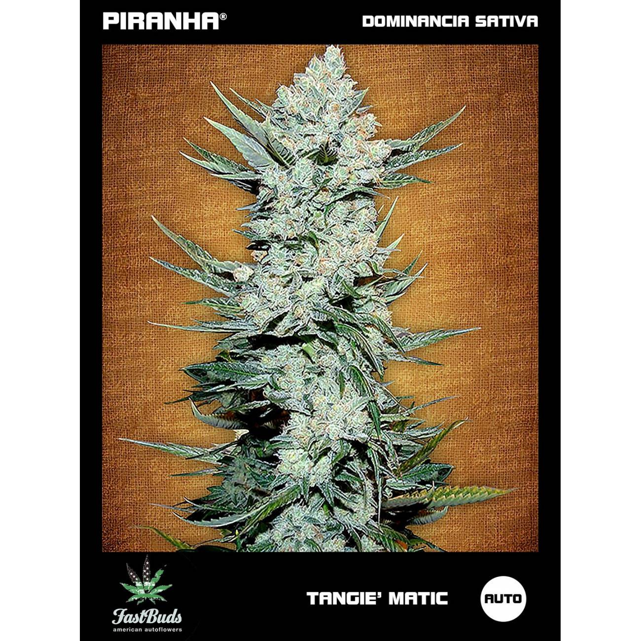 Tangie' Matic Auto (1u/3+1u)