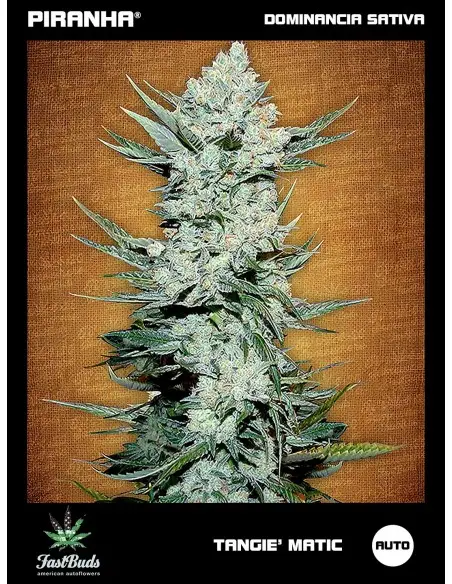 Tangie' Matic Auto (1u/3+1u)
