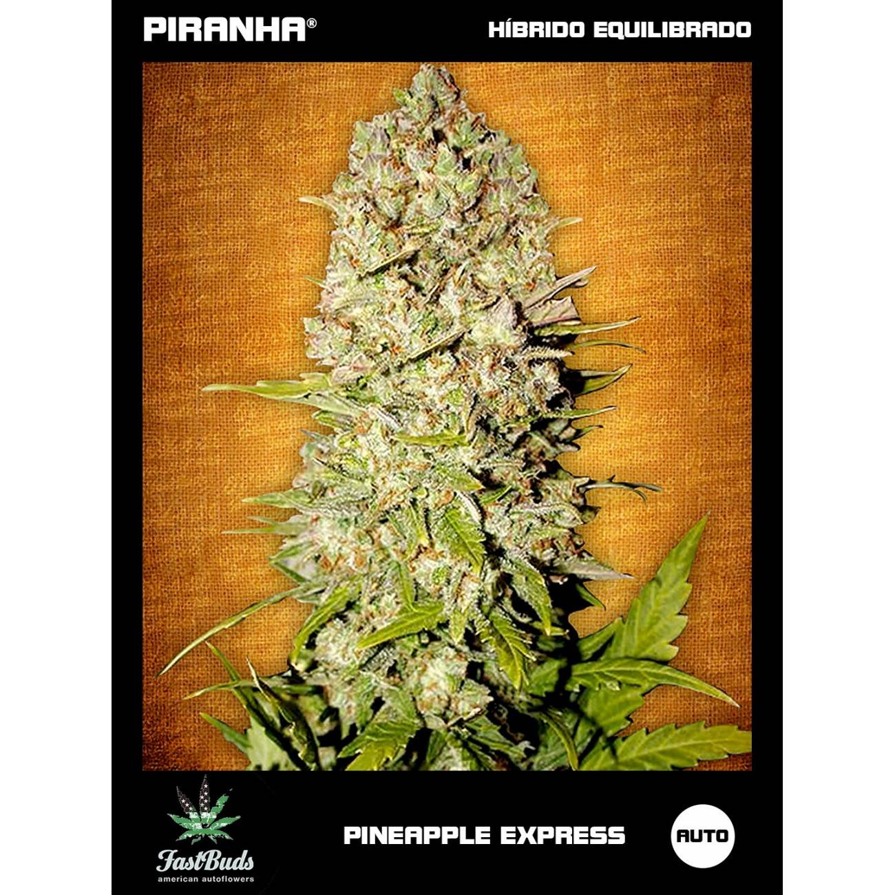 Pineapple Express Auto (1u/3+1u/5+2u)