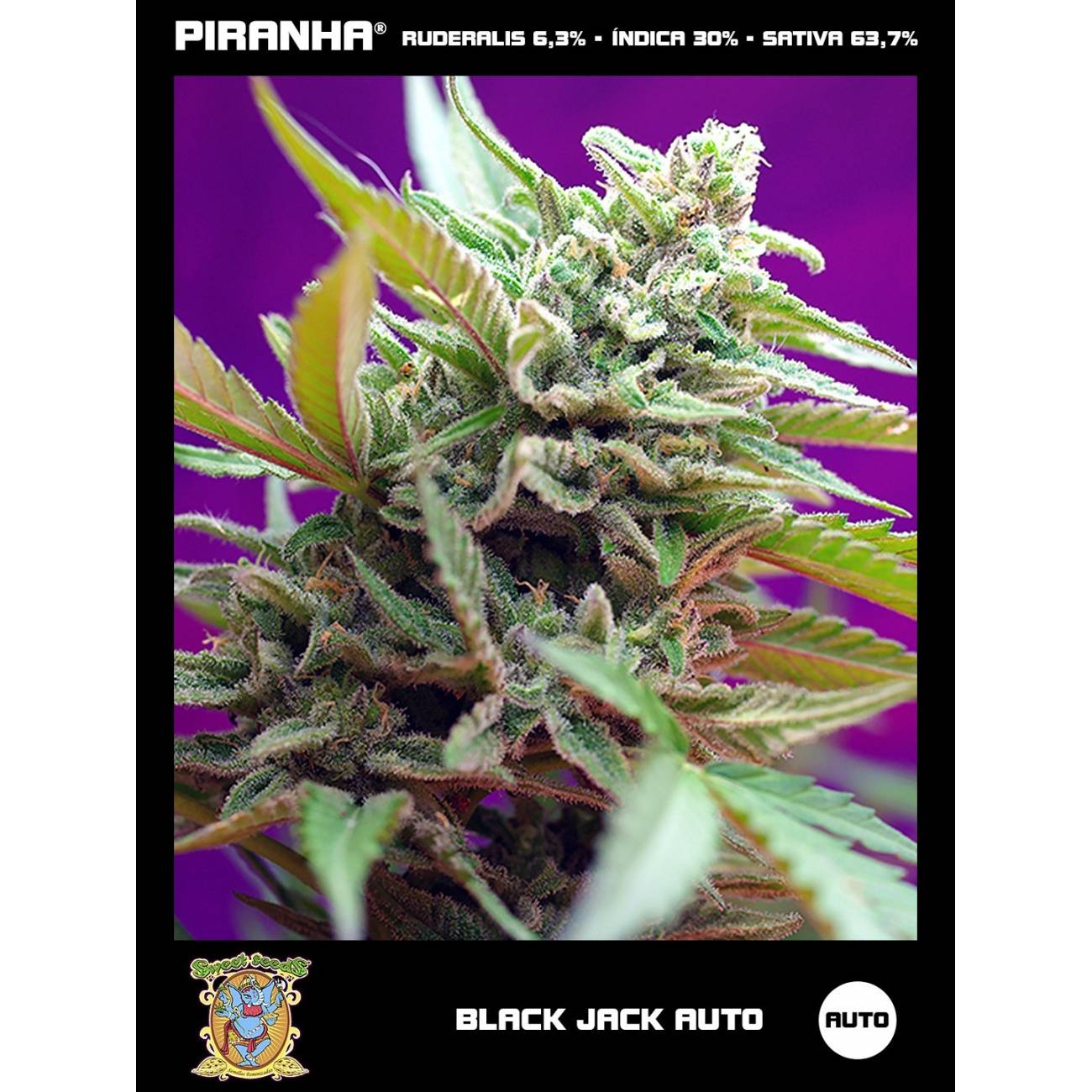 Black Jack Auto (3+1u)