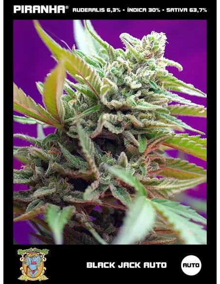 Black Jack Auto (3+1u)