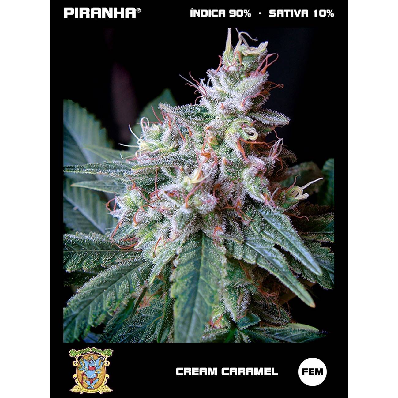 Cream Caramel (3+1u)
