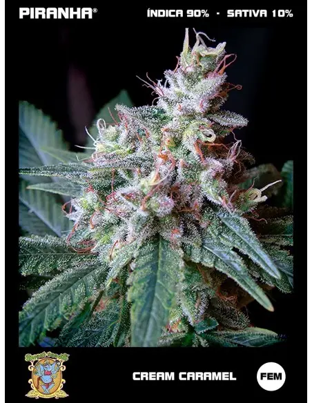 Cream Caramel (3+1u)