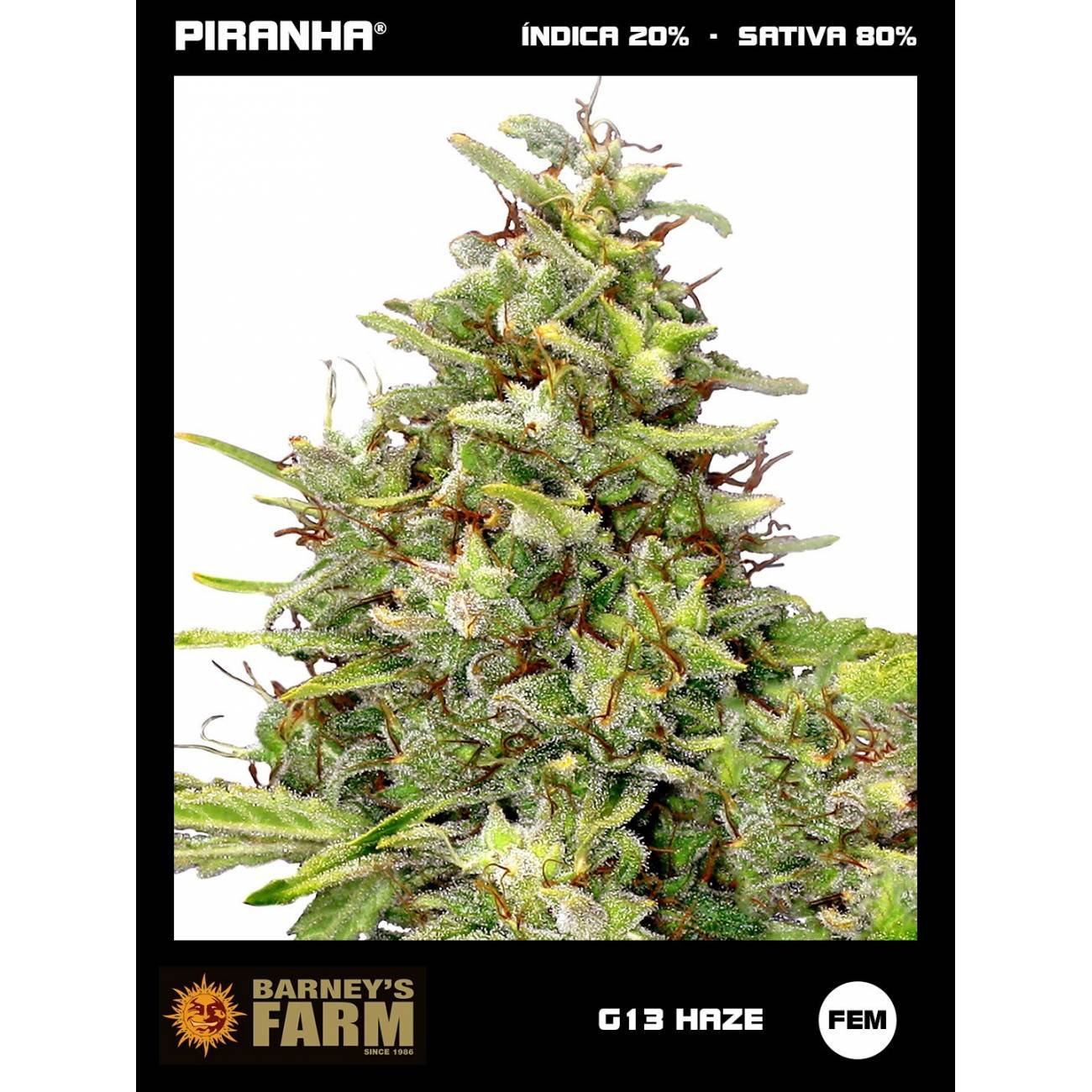 G13 Haze (3u)