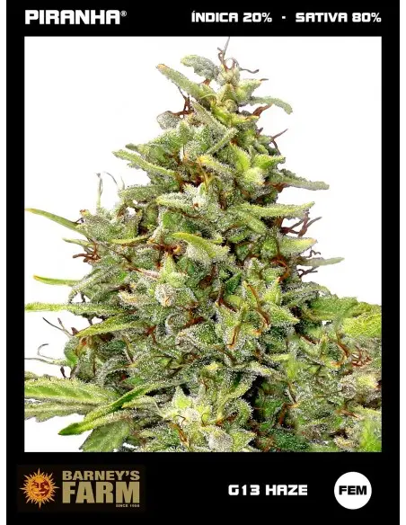 G13 Haze (3u)