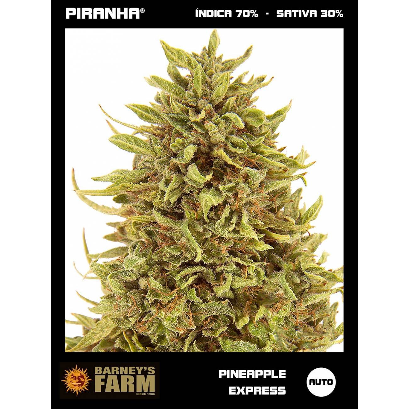 Pineapple Express Auto (1u/3u)