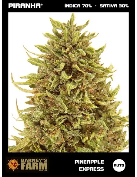 Pineapple Express Auto (1u/3u)