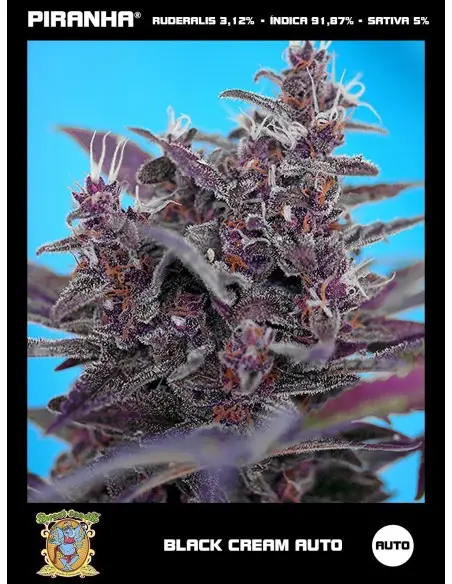Black Cream Auto (3+1u)