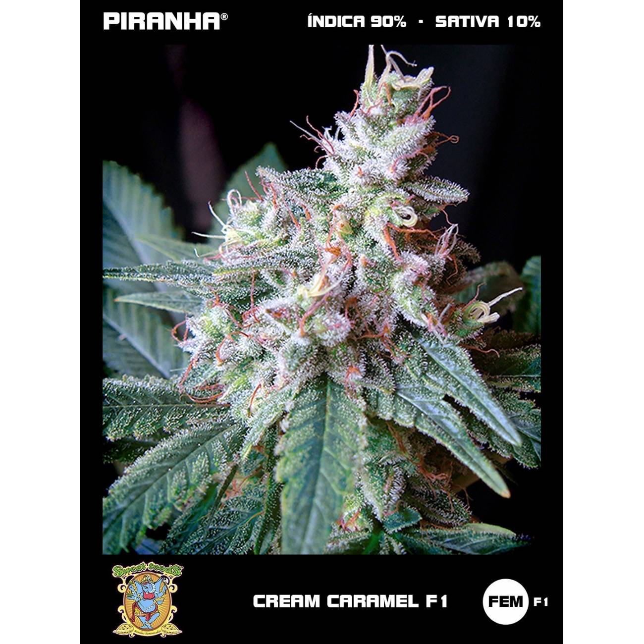 Cream Caramel F1 (3+1u)