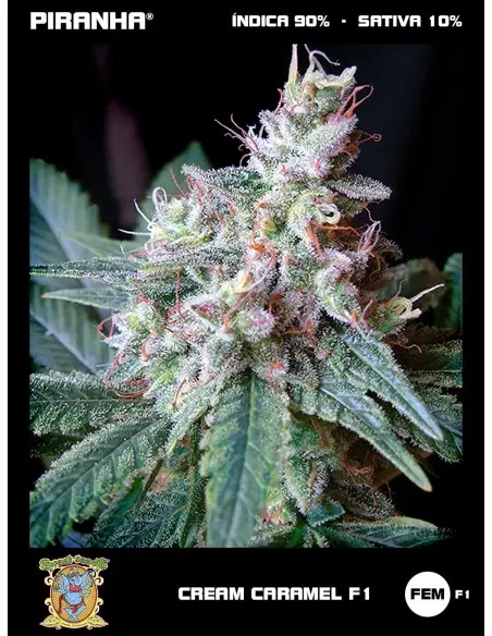 Cream Caramel F1 (3+1u)
