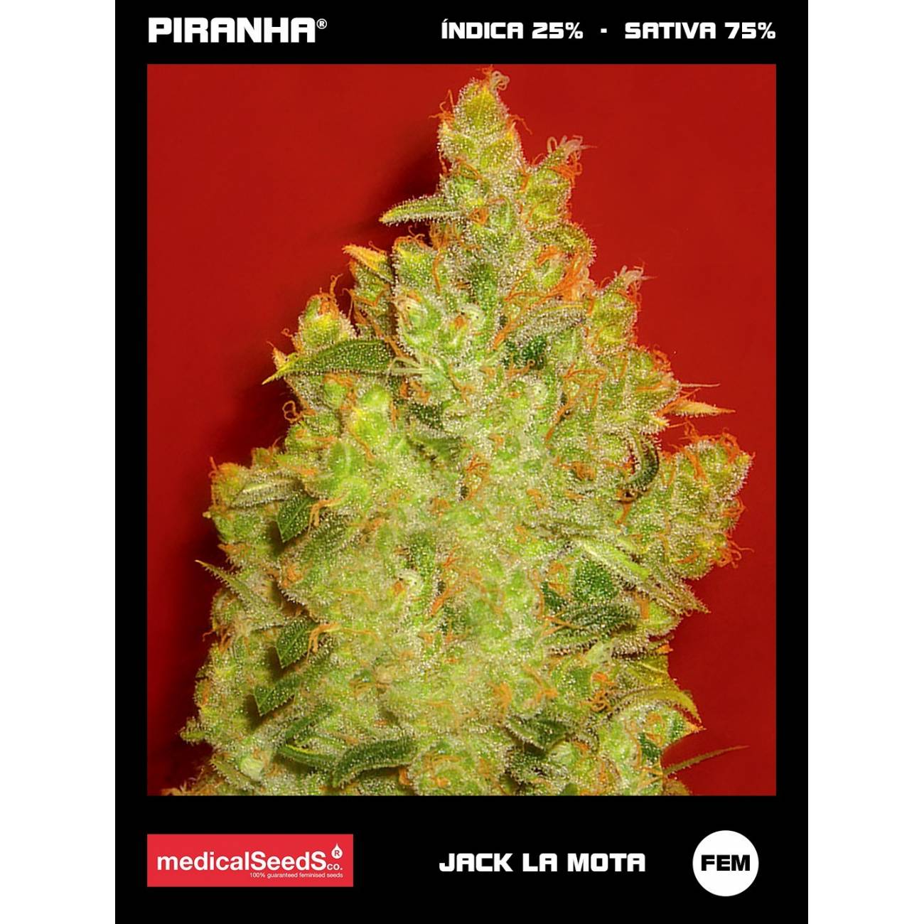 Jack La Mota (3+2u)
