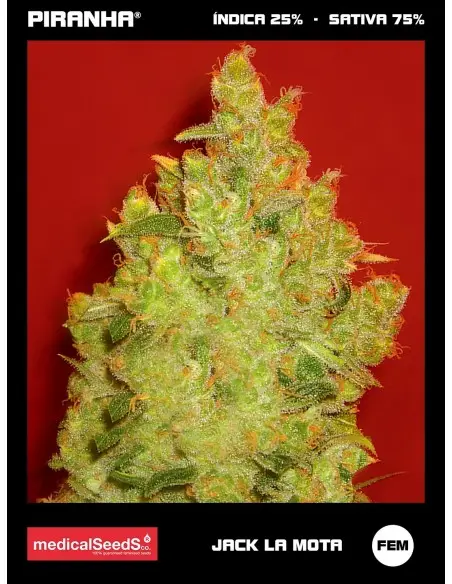 Jack La Mota (3+2u)