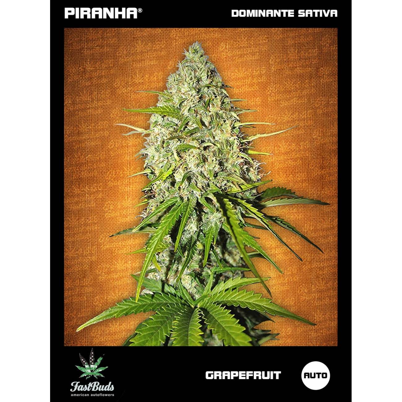 Grapefruit Auto (1u/3+1u)