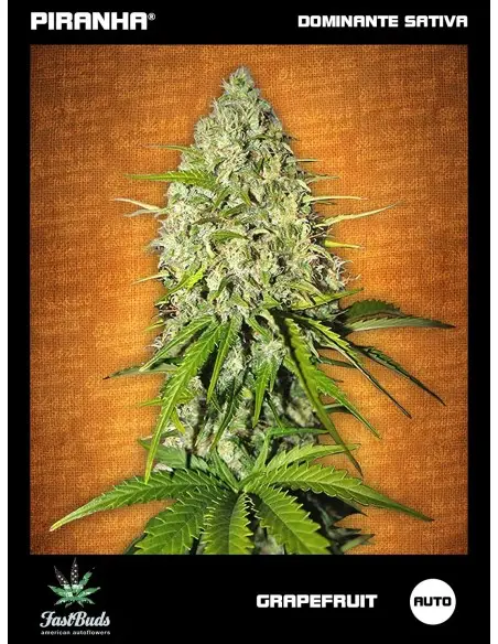 Grapefruit Auto (1u/3+1u)