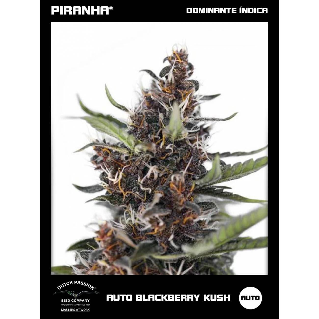 Auto Blackberry Kush (3+1u)