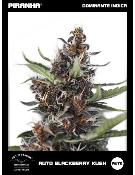 Auto Blackberry Kush (3u)