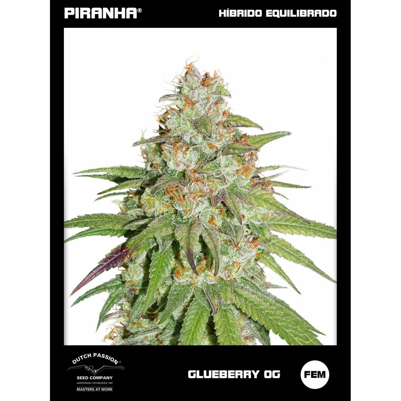 Glueberry O.G. (3u)
