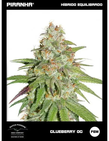 Glueberry O.G. (3u)