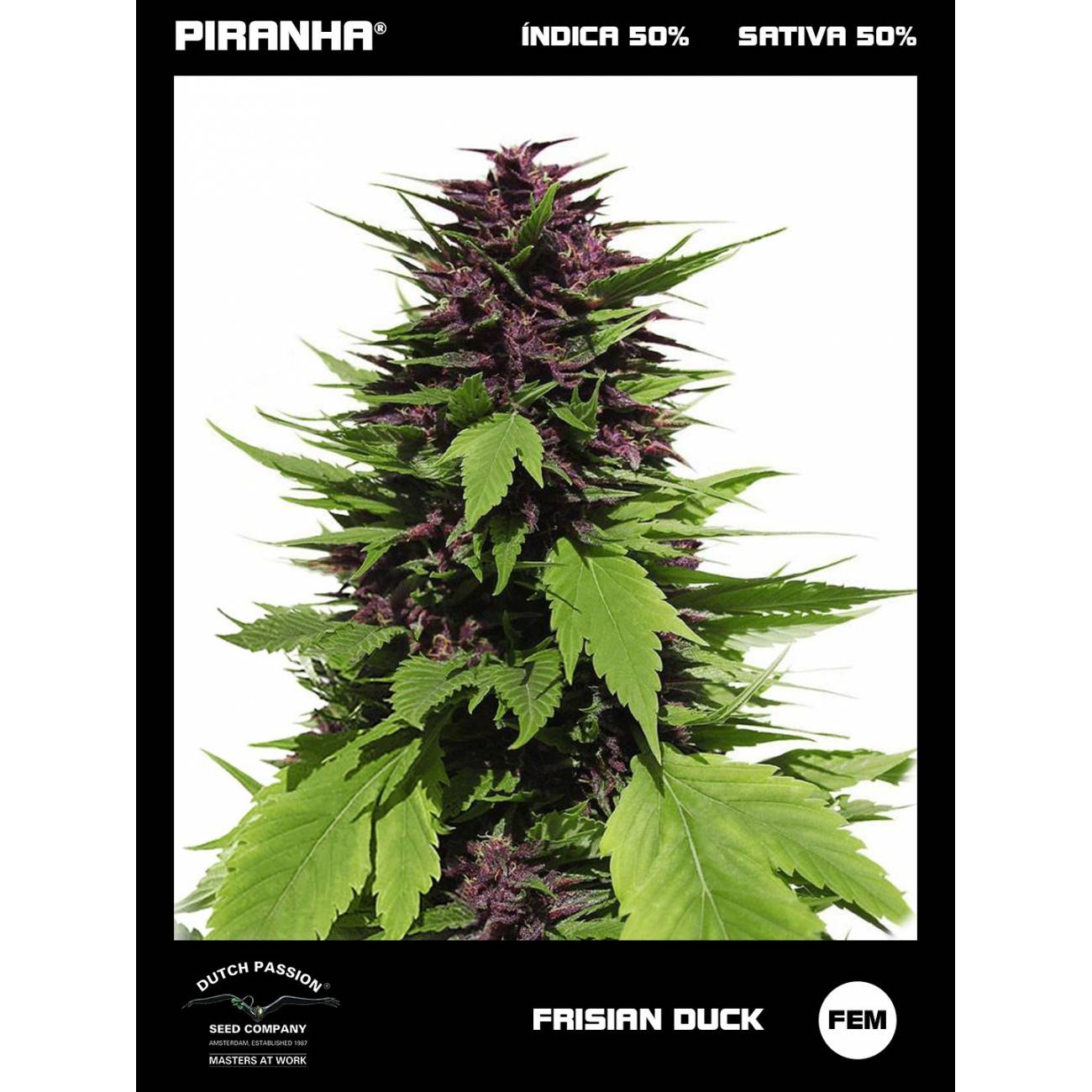 Frisian Duck (3+1u)