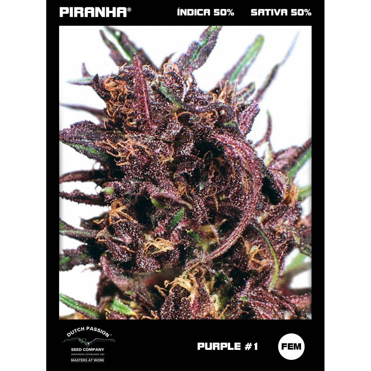 Purple N1 (3u)