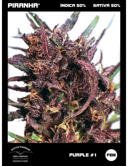 Purple N1 (3u)