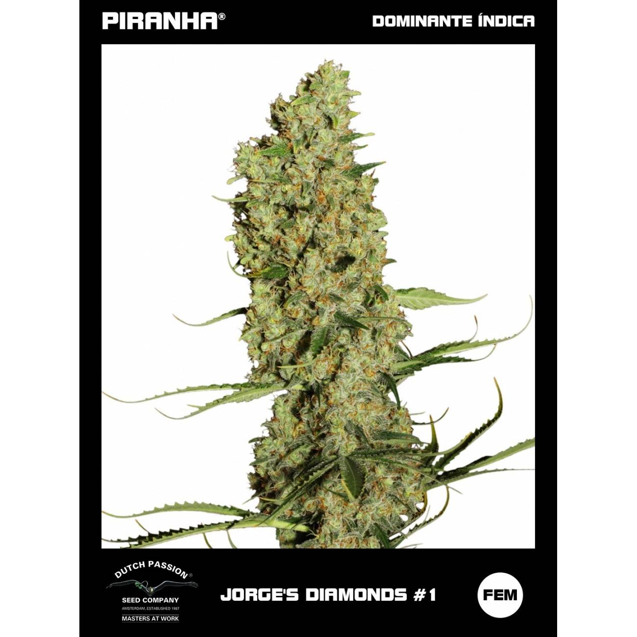 Jorge's Diamond N1 (3u)