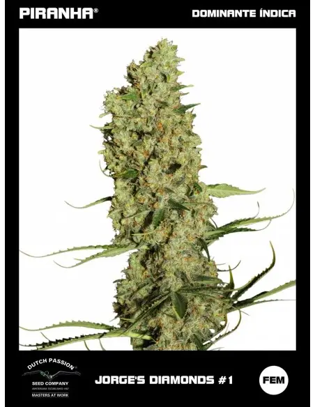 Jorge's Diamond N1 (3u)