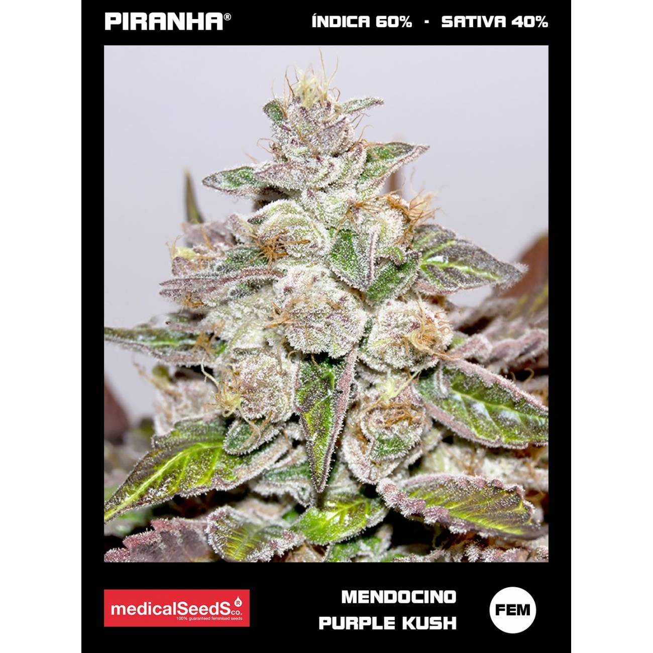 Mendocino Purple Kush (3+2u)