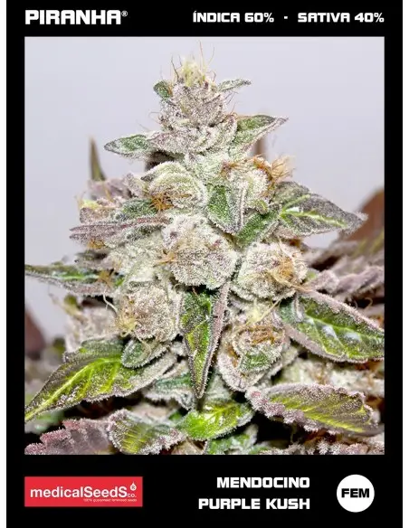Mendocino Purple Kush (3+2u)