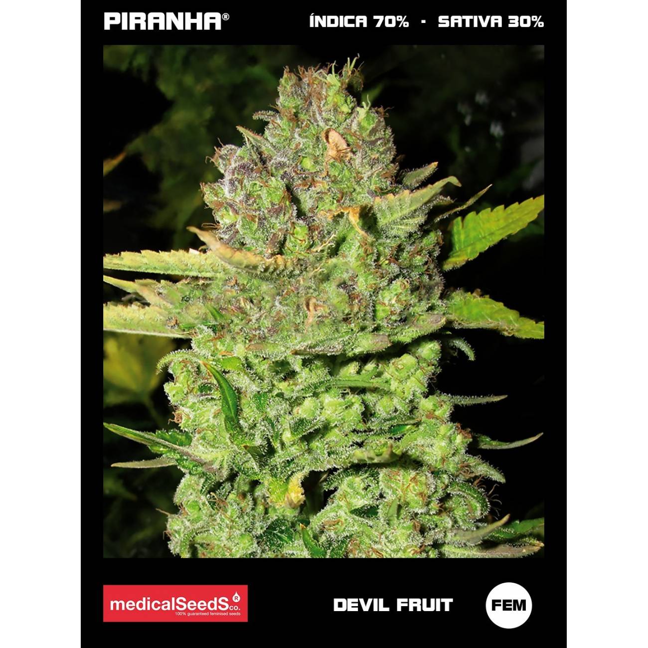 Devil Fruit (3+2u)