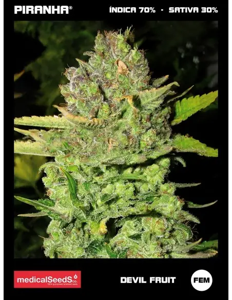 Devil Fruit (3+2u)