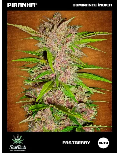 Fastberry Auto (1u/3+1u)