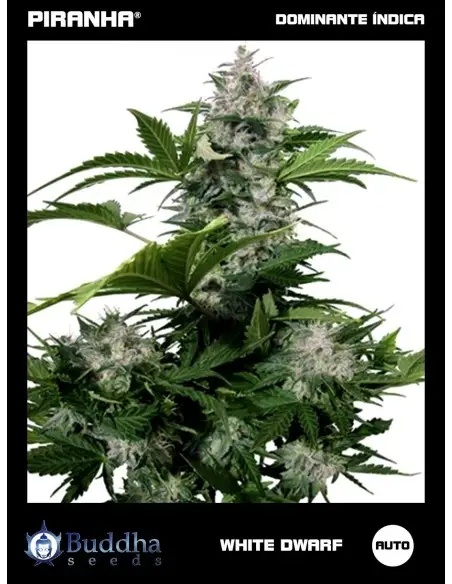 Buddha White Dwarf Auto (3+1u)